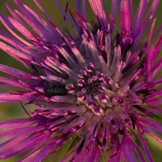Milk Thistle seed, one of the eleven botanicals named on the BellyFlush label