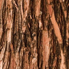 Slippery Elm bark, one of the eleven botanicals named on the BellyFlush label